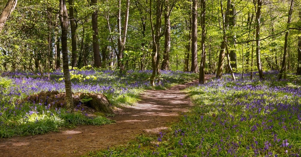 Ways To Get More Use Out of a Wooded Property Ways To Get More Use Out of a Wooded Property